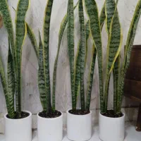 سانسوریا ابلغ هدیه روز زن و مادر