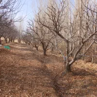 هرس درختان میوه