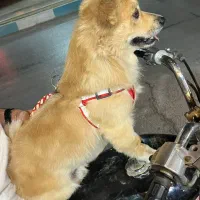 سگ پامر|سگ|اردکان, |دیوار