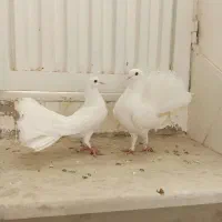 کبوتر دم چتری|پرنده|قم, ولیعصر|دیوار