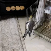 عروس هلندی|پرنده|تهران, شهرک رضویه|دیوار