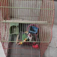 قفس پرنده|لوازم جانبی حیوانات|تهران, جنت‌آباد مرکزی|دیوار