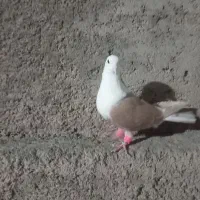 کلاغ زرو ماده