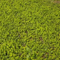 چمن لیزماکیا|گل و گیاه طبیعی|گرمدره, |دیوار