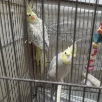 عروس هلندی