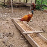 سه عدد خروس درشت وسنگین