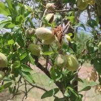 باغشهر مینو دشت