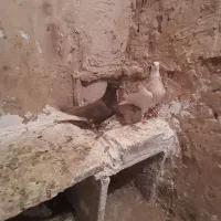 کفتر پرشی|پرنده|نیشابور, مازول|دیوار