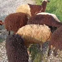 فروش تک و عمده گوسفندوبره زنده|حیوانات مزرعه|نوشهر, |دیوار