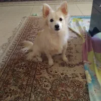 سگ خانگی|سگ|شیراز, زرهی|دیوار