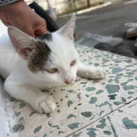 واگذاری گربه نر|گربه|بندر انزلی, قلم گوده|دیوار