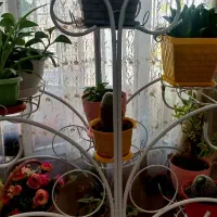 استند گل