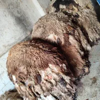 پوست و روده گوسفند