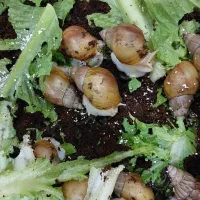 حلزون اچاتینا|خزنده|تهران, امام زاده حسن|دیوار