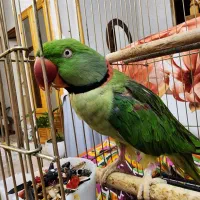 گمشده|حیوانات|رامسر, |دیوار