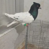 کبوتر رنگی|پرنده|سوسنگرد, |دیوار