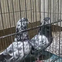 یک جفت سوسکی سبز