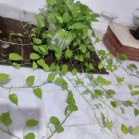 ۵ عدد گل طبیعی قیمت پایین