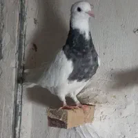 کفتر طوقی|پرنده|لالی, |دیوار