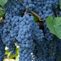 پیش فروش نهال انگور سردشت سیاه