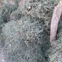 باسلام حدود ۲۰۰ کیلو بیده