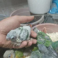دنیای پرندگان رام دستی ملنگو راهب عروس شاه طوطی|پرنده|تهران, جیحون|دیوار