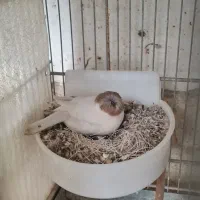 قناری گلاستر و سوپری