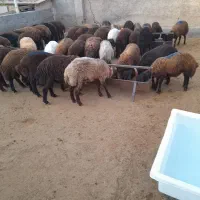 بره نر افشاری درجه یک|حیوانات مزرعه|قرچک, میرزائی شمالی|دیوار