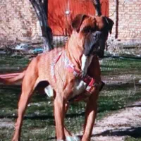 واگذاری باکسر نر اصیل