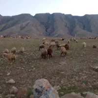 مخصوص کشتار