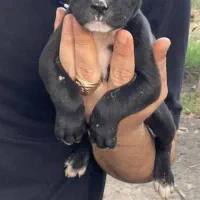 توله پیت بول|سگ|ساری, |دیوار