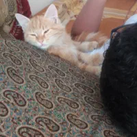 گربه خانگی رایگان نیست|گربه|یزد, |دیوار