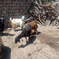 میش و بره