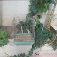 فروش قفس پرنده دست دوم|لوازم جانبی حیوانات|قزوین, |دیوار