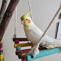 پت شاپ طوطی سانان فروش دانه مکمل و سایز ملزومات