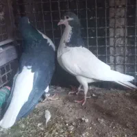 امری وخال|پرنده|فردوس (خراسان), |دیوار