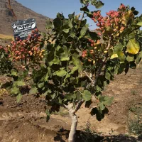 نهال پسته گلدانی آمریکایی