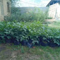 فروش نهال گردوی فرنور فرانسوی گلدانی