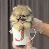 پامرانیان خرسی بو فیس|سگ|رشت, لاکانی|دیوار