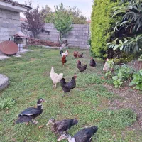 مرغ خروس اردک اسرائیلی