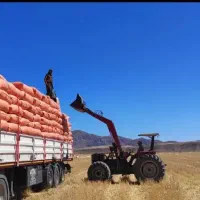 کاه نرم درجه یک