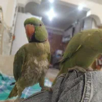 طوطی ملنگو جفت|پرنده|قدس, شهرقدس|دیوار