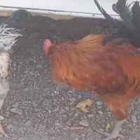 دو عدد خروس فروشی