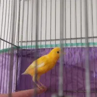 قناری پرتغالی نر تاز ه صاف کرده هر ز گاهی|پرنده|شیراز, شهرک مهرگان|دیوار