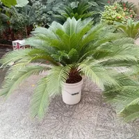 سیکاس بزرگ وکوچیک