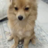 واگذاری سگ پامرانین. روباهی رایگان|سگ|خرمآباد, |دیوار