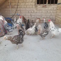 مجموعه زیباگلین|حیوانات مزرعه|مشهد, کوه سنگی|دیوار