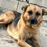 سگ سراب قدرجونی گرگی|سگ|ری, دیلمان|دیوار