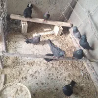 اصفهانی .کبوتر .کفتر .اصفهانی|پرنده|خمینی‌شهر, |دیوار