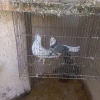 کبوترپرشی|پرنده|قم, شهرک امام حسین|دیوار